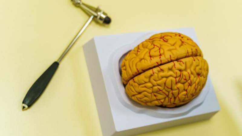 model of a brain that suffered a traumatic brain injury